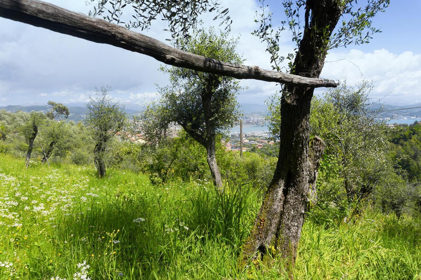 Gli Ulivi Sul Golfo E Le 5 Terre Apartment La Spezia Exterior foto